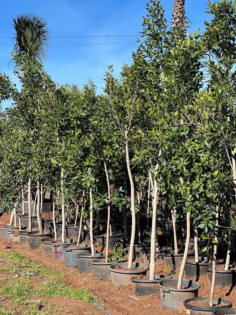 Ficus nitida benjamina